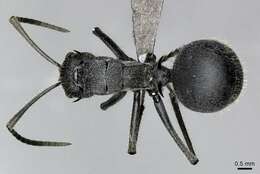 Image of Polyrhachis schistacea (Gerstaecker 1859)