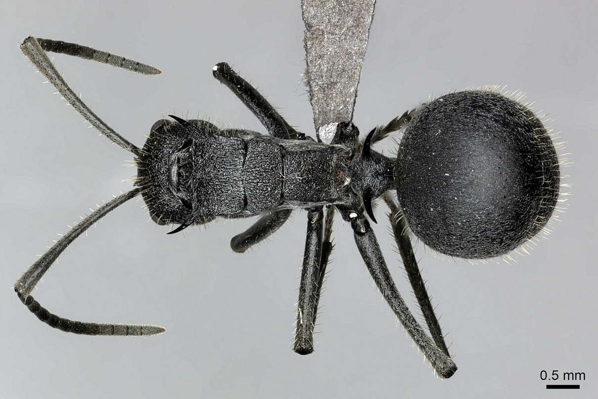 صورة Polyrhachis schistacea (Gerstaecker 1859)