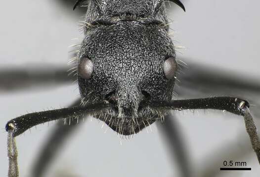 Image of Polyrhachis schistacea (Gerstaecker 1859)