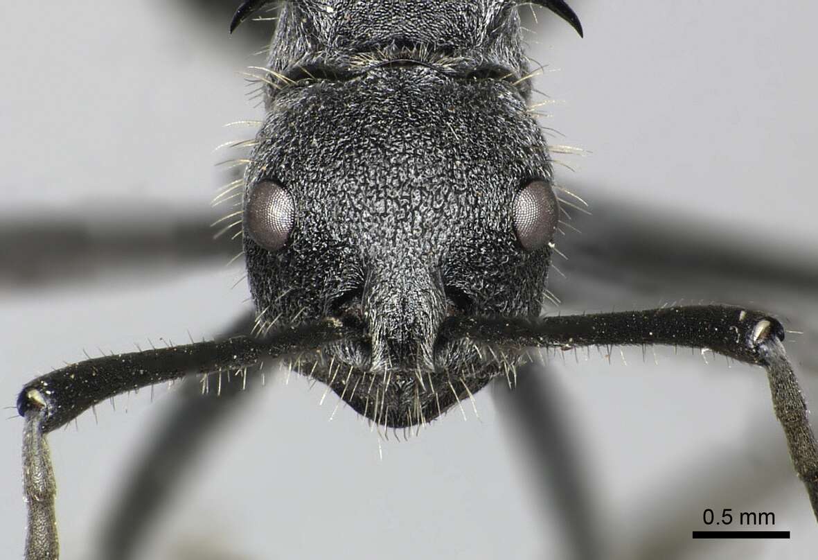 Image of Polyrhachis schistacea (Gerstaecker 1859)