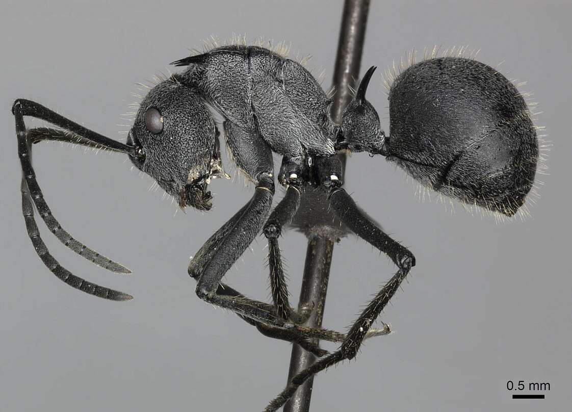 Image of Polyrhachis schistacea (Gerstaecker 1859)