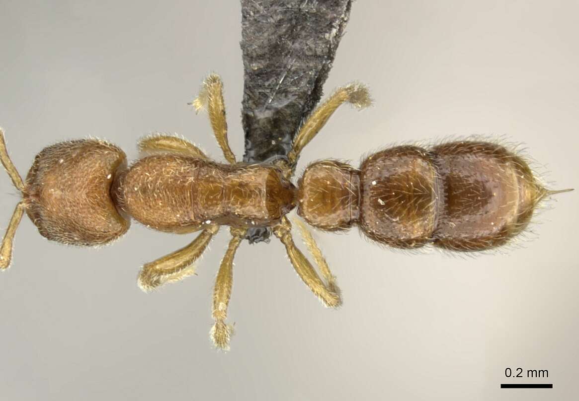 Image of Prionopelta