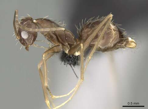 Image of Crazy Ant