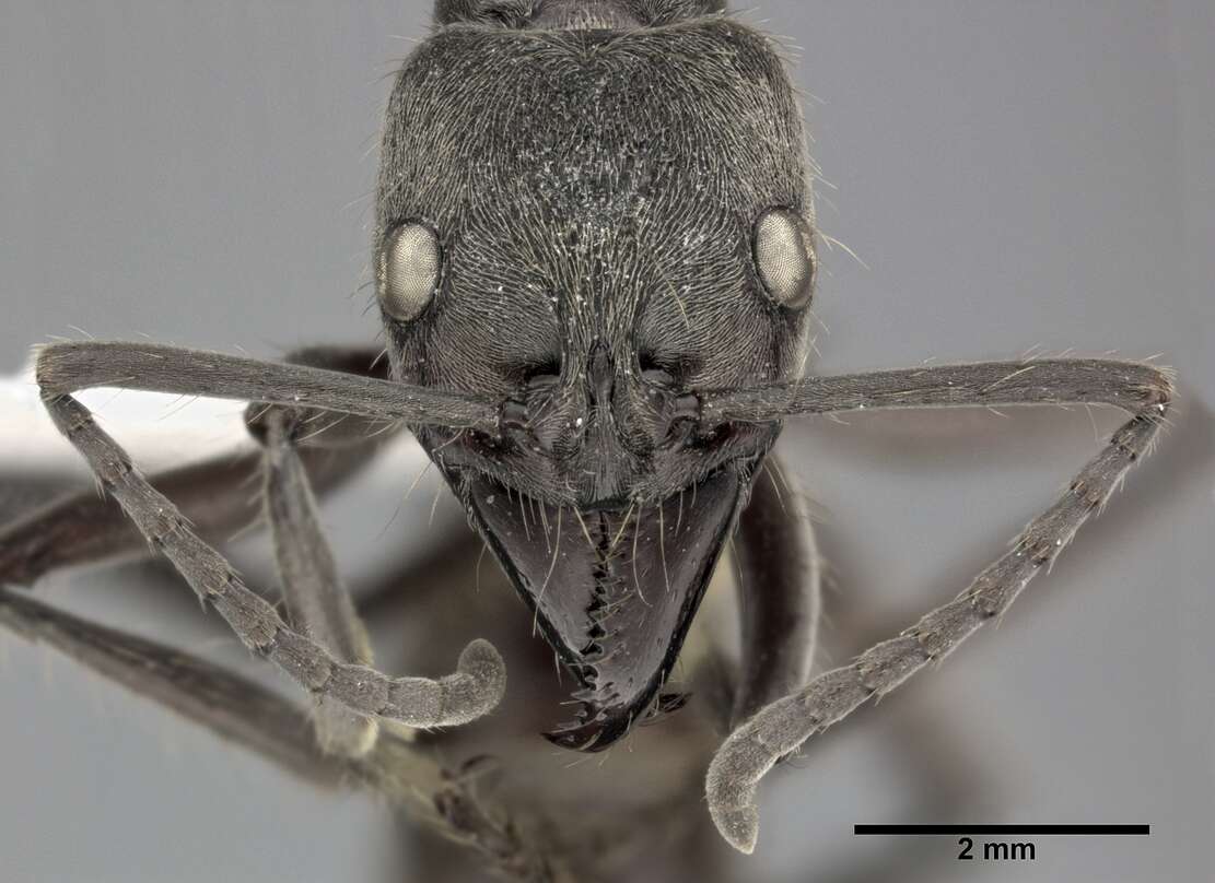 Image of Neoponera villosa