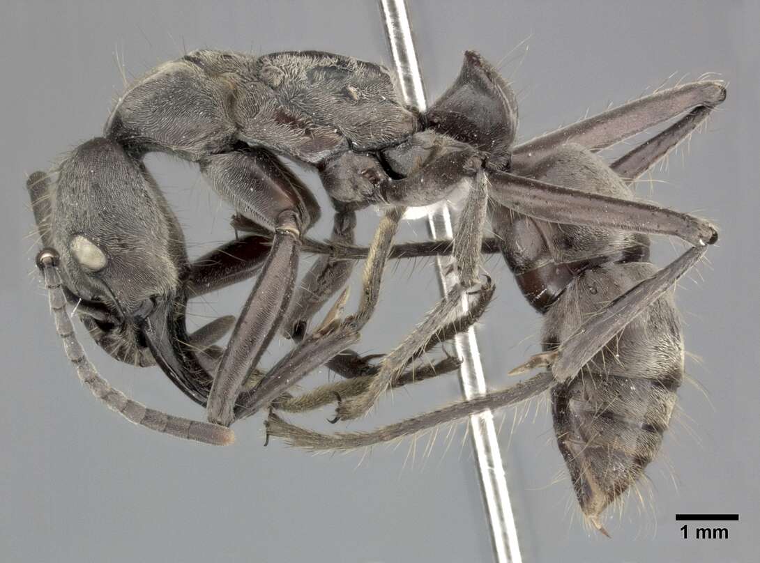 Image of Neoponera villosa