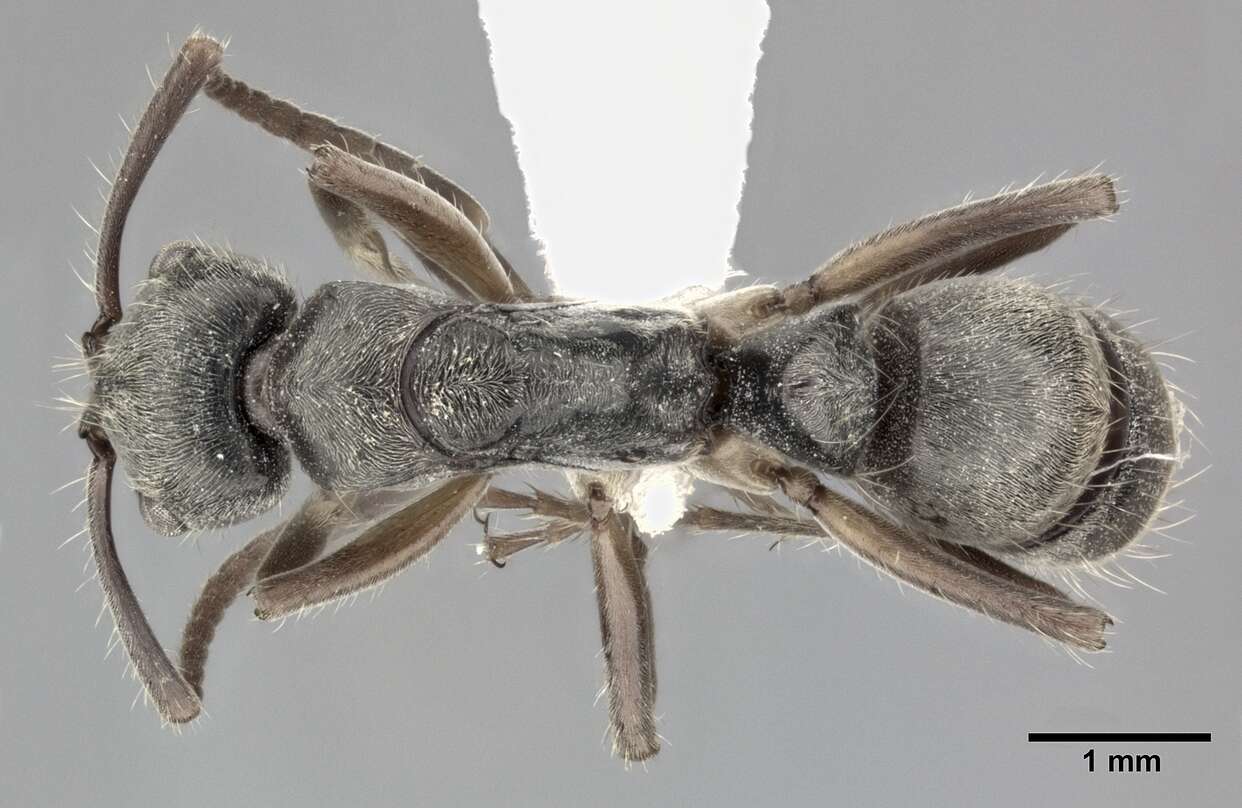 صورة Neoponera unidentata