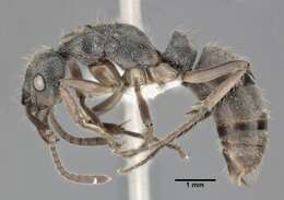 صورة Neoponera unidentata