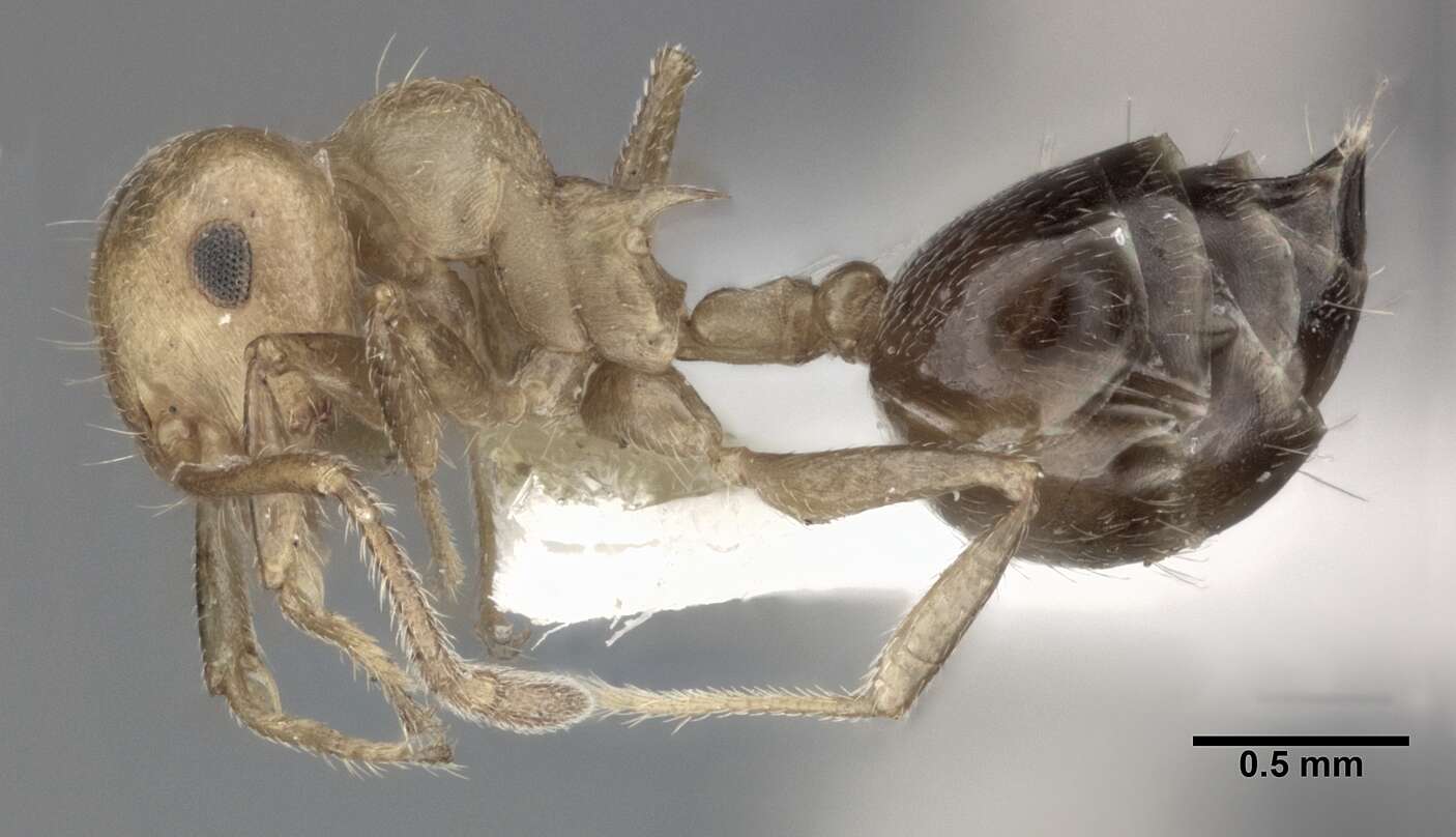 Image of Crematogaster sanguinea Roger 1863