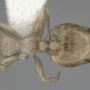 Image of Crematogaster steinheili Forel 1881