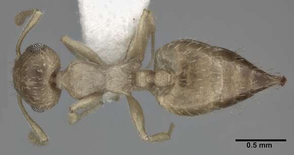 Image of Crematogaster steinheili Forel 1881