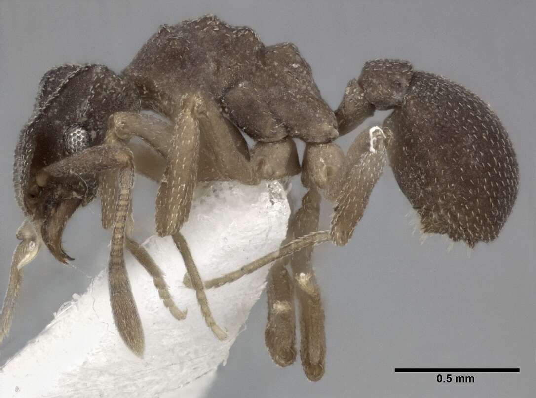 Cyphomyrmex minutus Mayr 1862的圖片