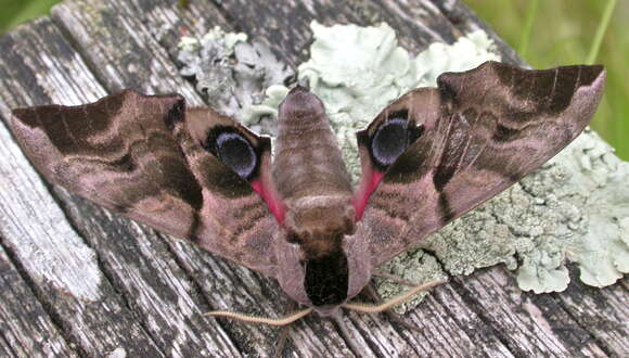 Image of Smerinthus ocellata (Linnaeus 1758)