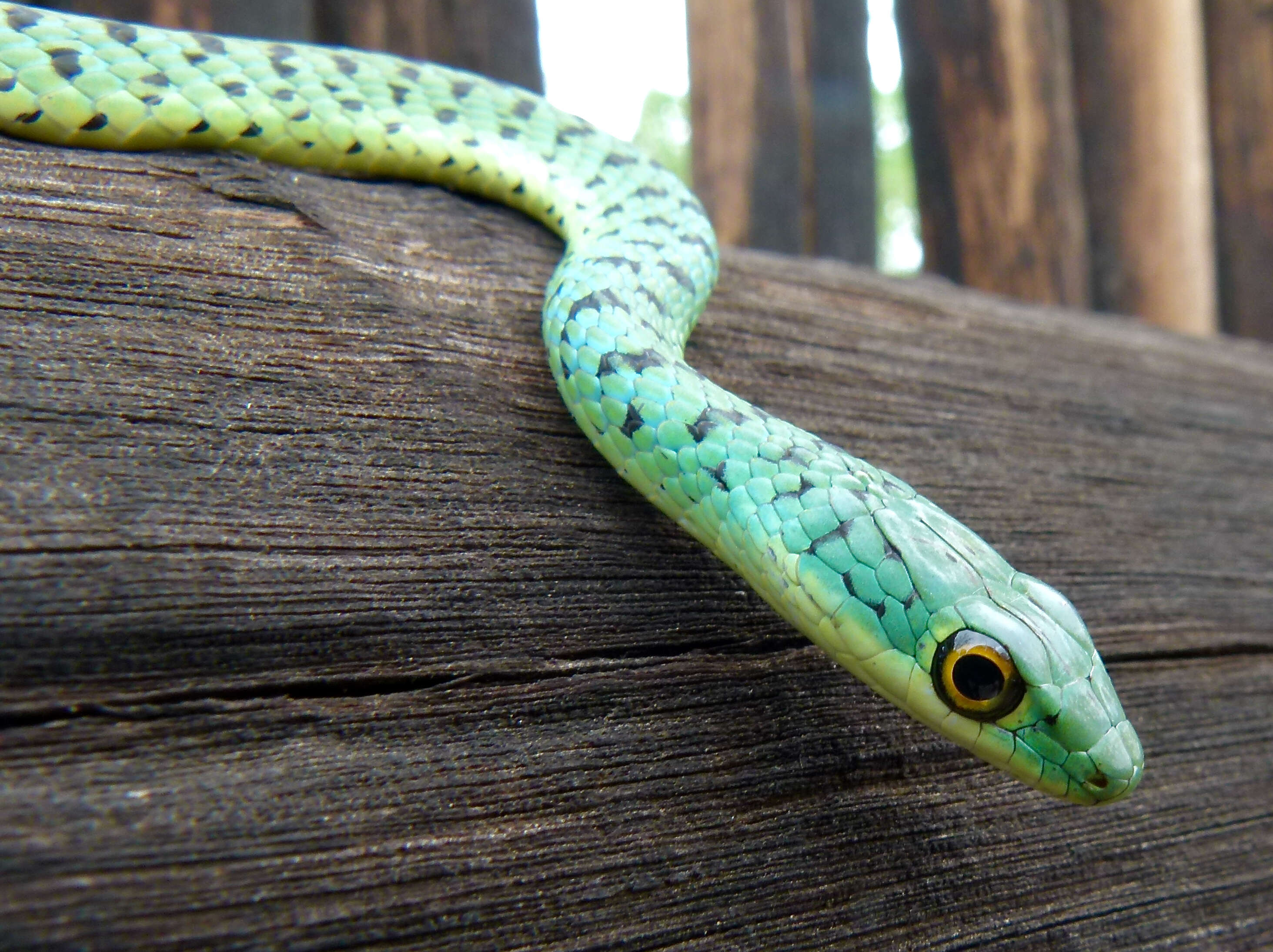 Image of Philothamnus semivariegatus (A. Smith 1840)