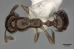 Image of Monomorium carbonarium (Smith 1858)