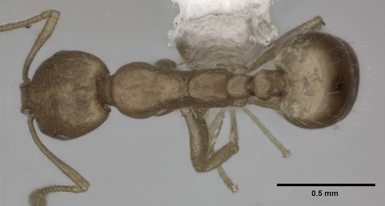 Image of Pharaoh ant