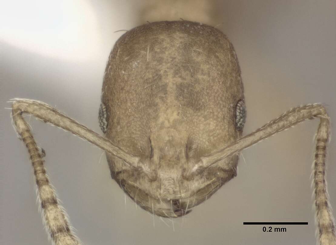 Image of Pharaoh ant