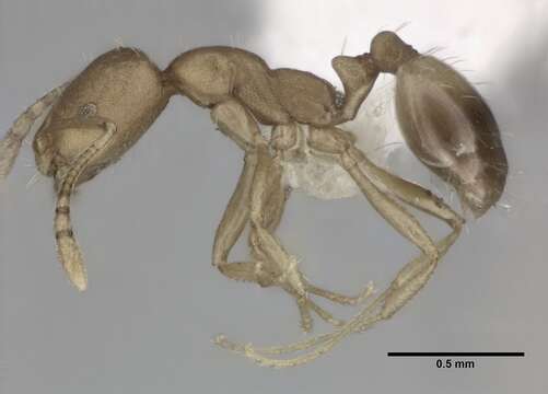 Image of Pharaoh ant