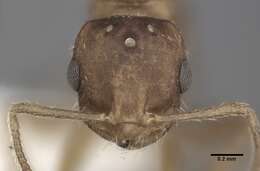 Image of Pharaoh ant