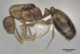 Image of Pharaoh ant