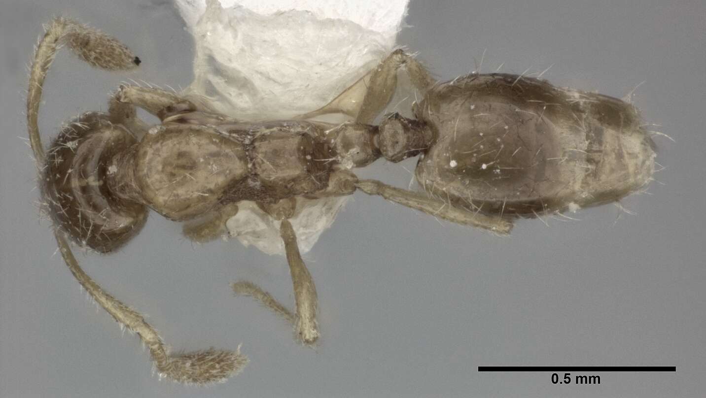 Syllophopsis sechellensis resmi