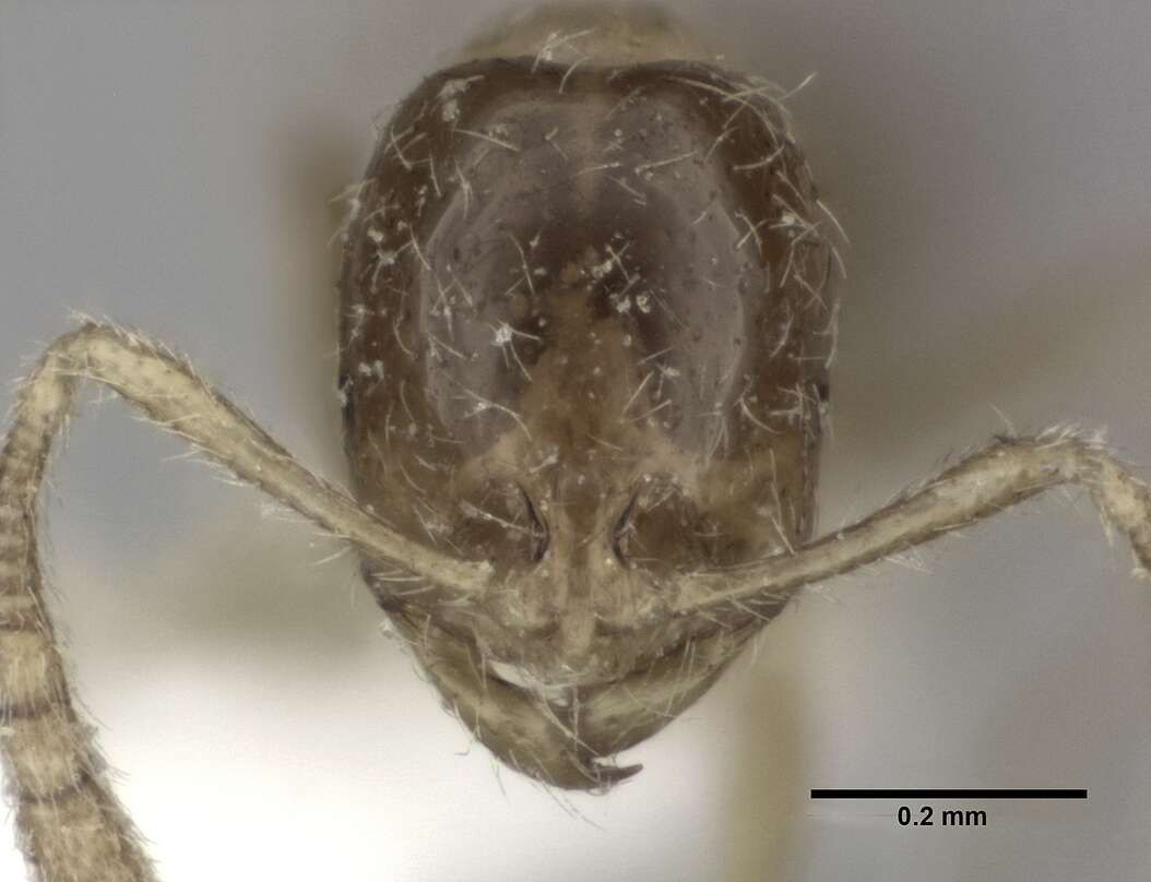 Syllophopsis sechellensis resmi