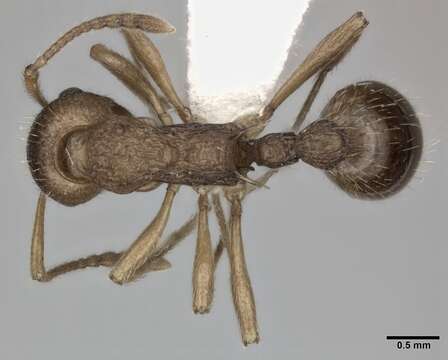 Image of Myrmica