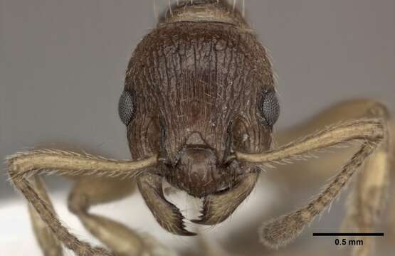 Image of Myrmica