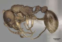 Image of Myrmica