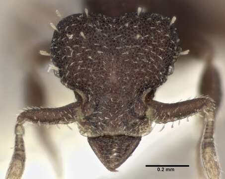 Image of Octostruma