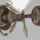 Image of Pheidole perpusilla Emery 1894