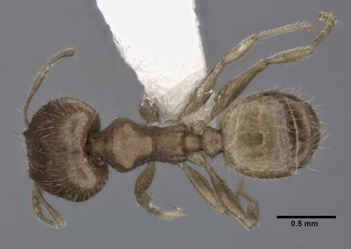 Image of Pheidole bilimeki Mayr 1870