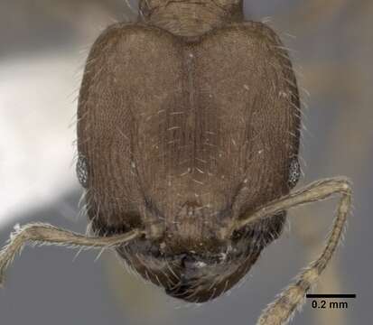 Image of Pheidole bilimeki Mayr 1870