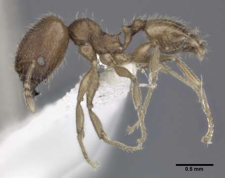Image of Bilimek's Big-headed Ant