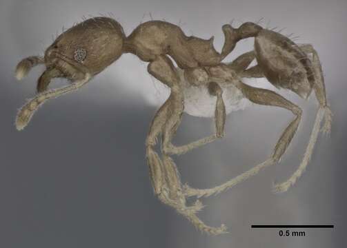 Image of Bilimek's Big-headed Ant