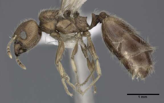 Image of Bilimek's Big-headed Ant