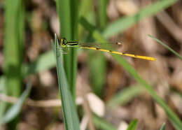 Image of Citrine Forktail