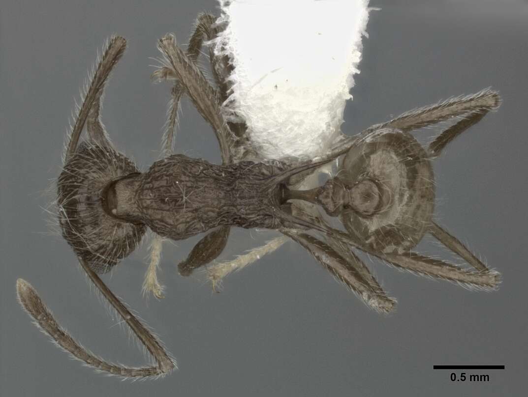 Image of Tetramorium aculeatum (Mayr 1866)