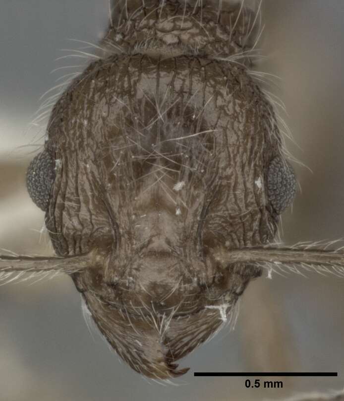 Image of Tetramorium aculeatum (Mayr 1866)