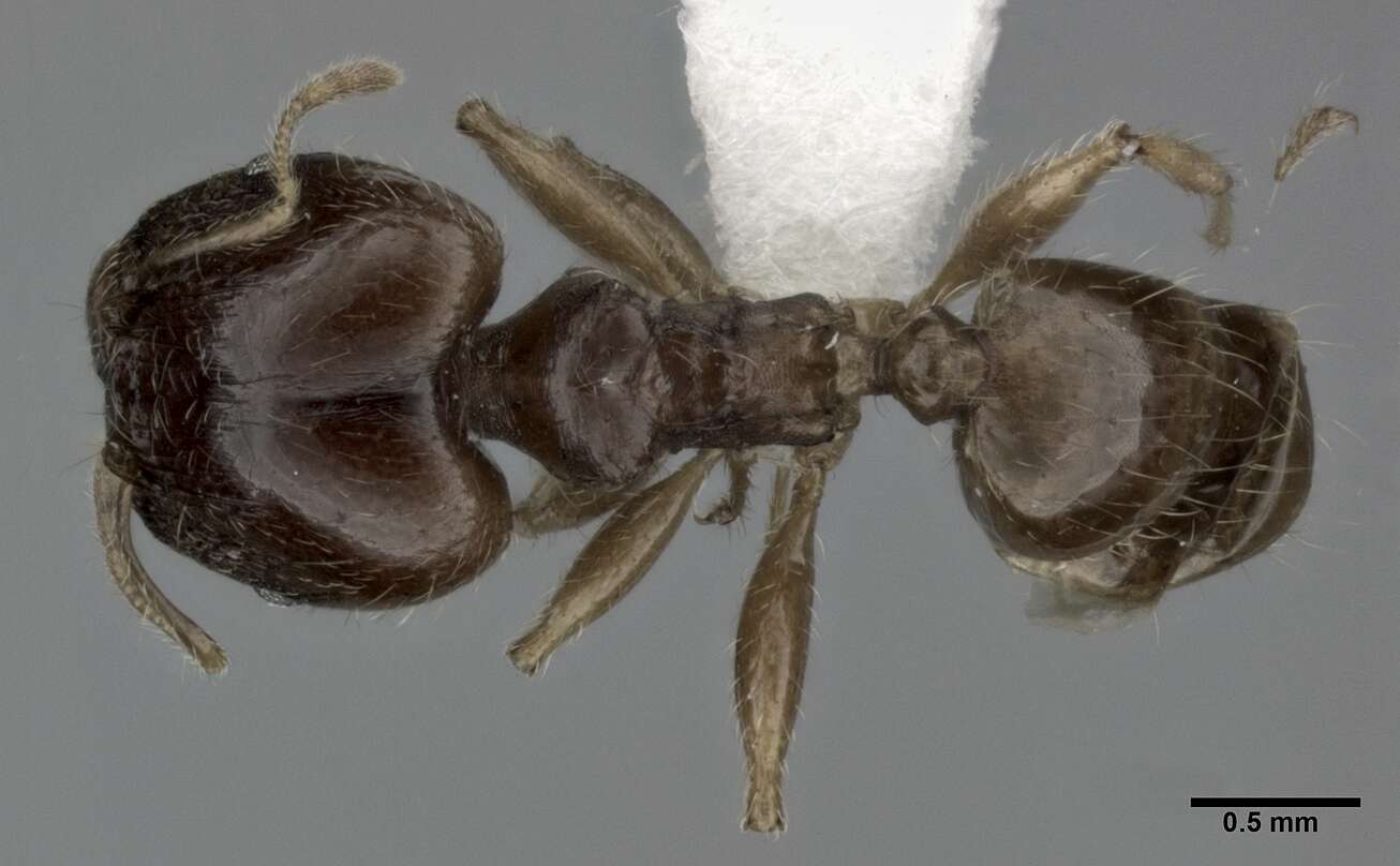 Image of Pheidole punctulata Mayr 1866