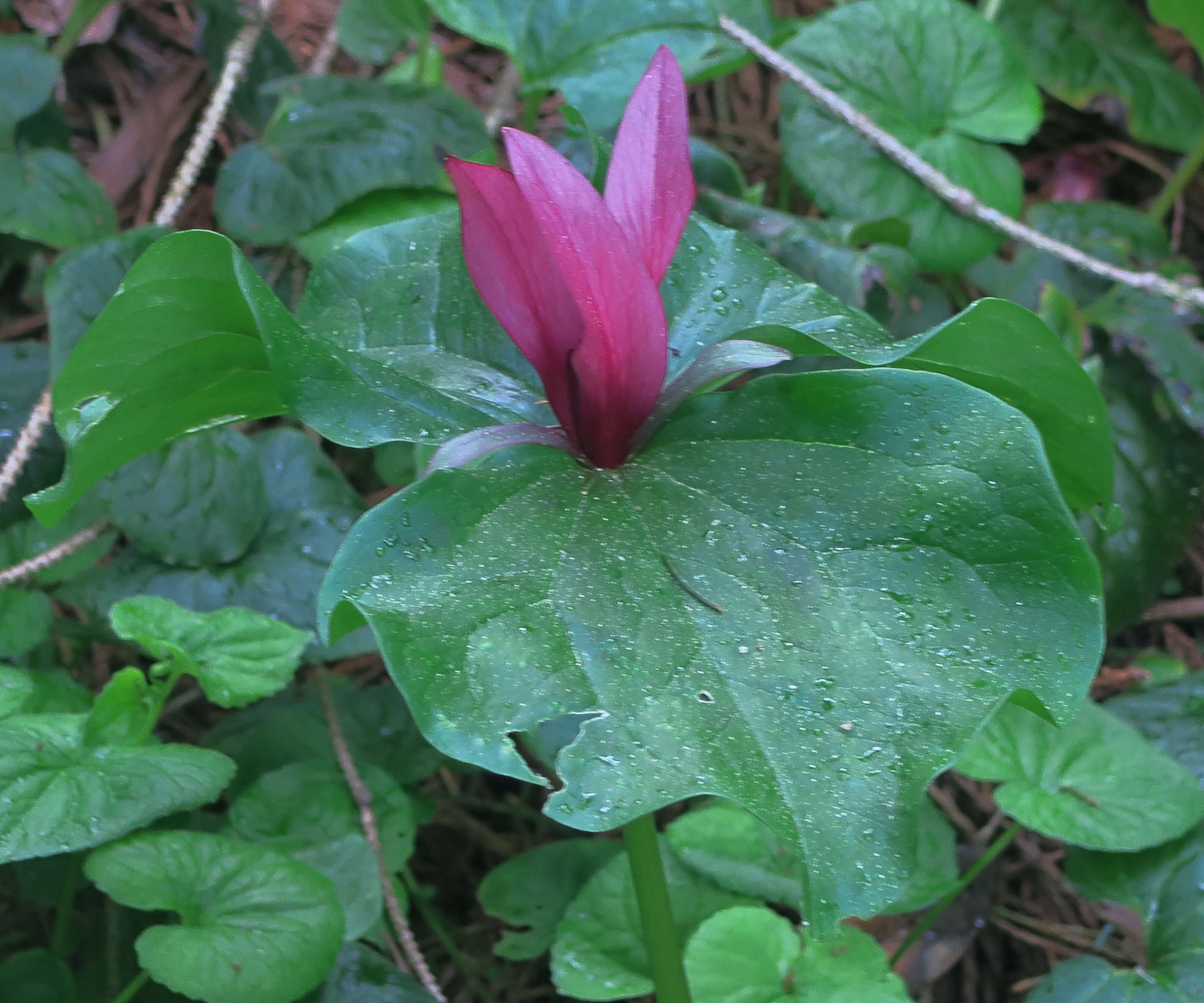 Imagem de Trillium angustipetalum (Torr.) J. D. Freeman