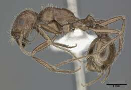 Image of Harvester Ants