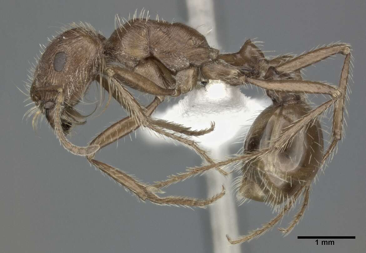 Image of Harvester Ants