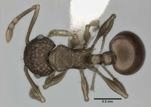 Image of Pristomyrmex punctatus (Smith 1860)