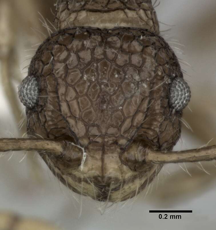 Image of Pristomyrmex punctatus (Smith 1860)