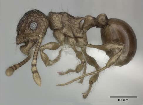 Image of Pristomyrmex punctatus (Smith 1860)