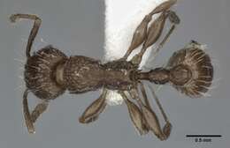 Image of Tetramorium pacificum Mayr 1870