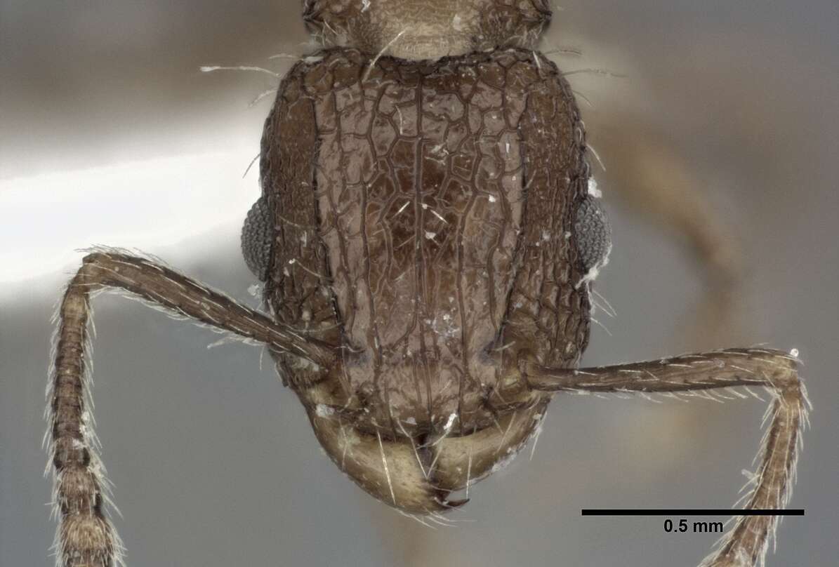 Image of Tetramorium pacificum Mayr 1870