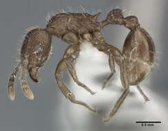 Image of Tetramorium pacificum Mayr 1870