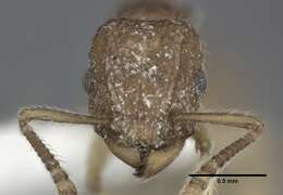 Image of Ant