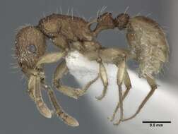 Image of Ant